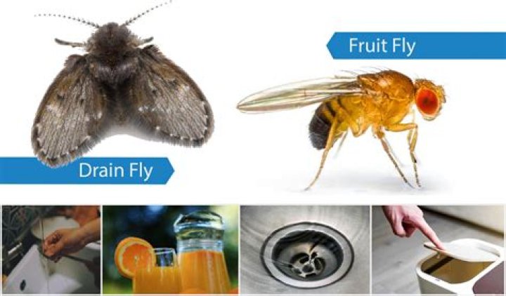 How do you kill a nest of fruit flies?