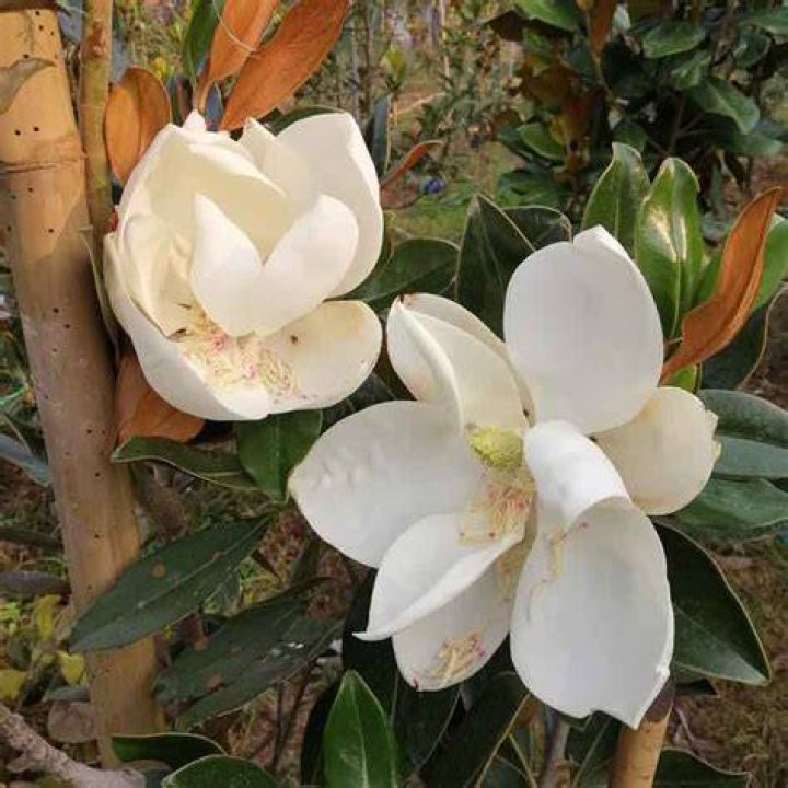 How do you plant a magnolia grandiflora little gem?