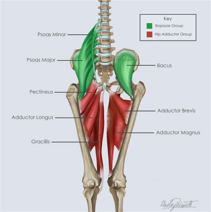 How do you stop Pectineus pain?