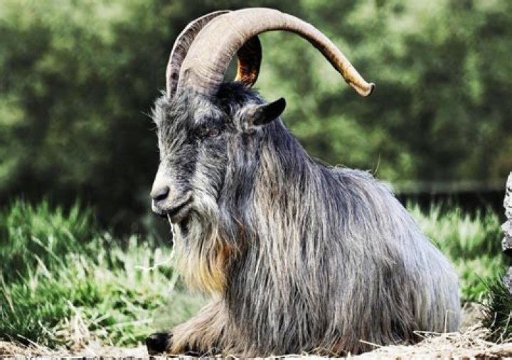How do you take care of an old goat?