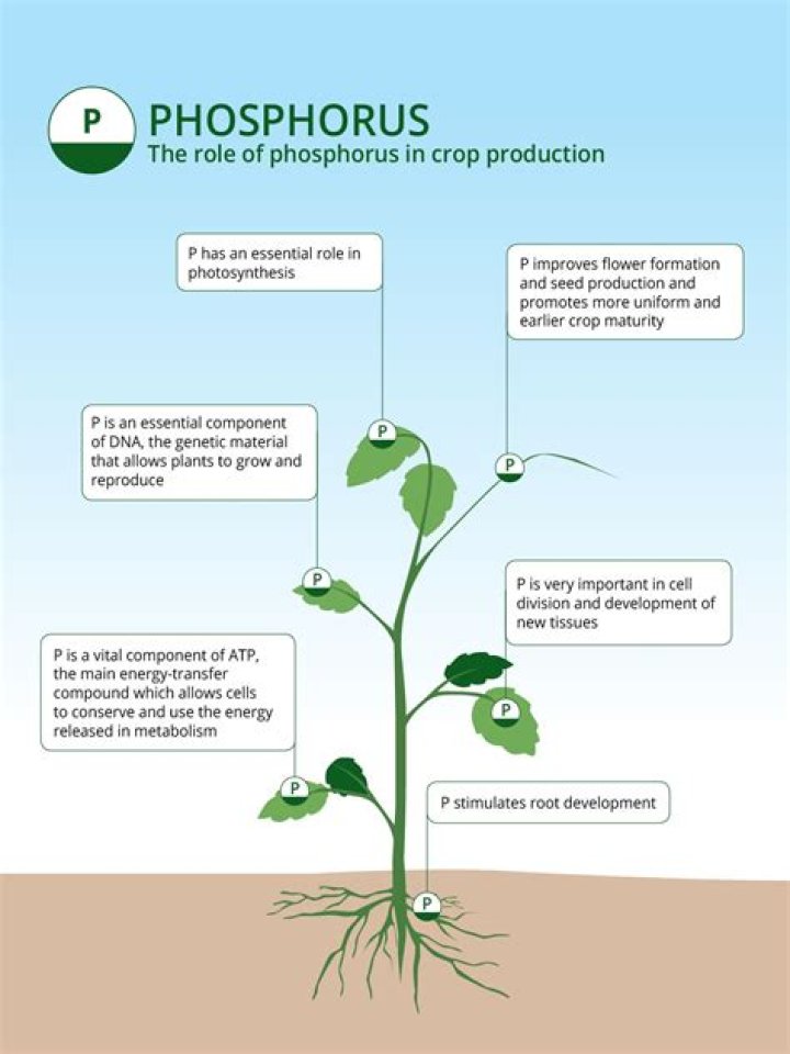 How do you take Kali Phos?