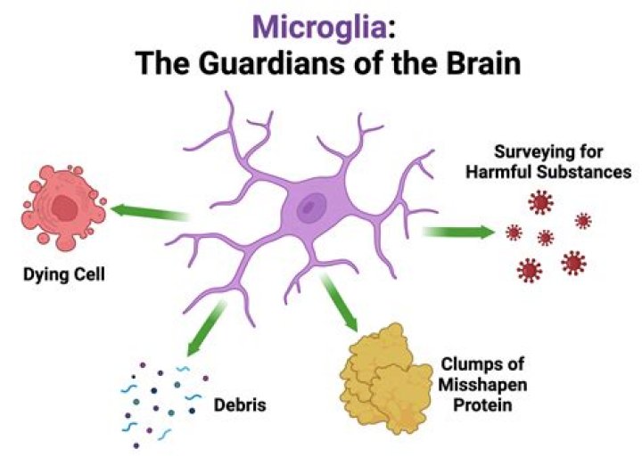 How does microglia cause inflammation?