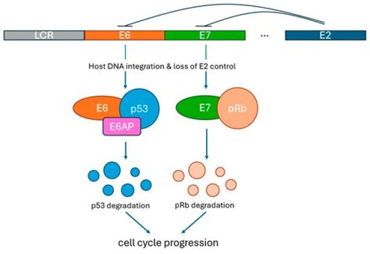 How does p53 affect RB?