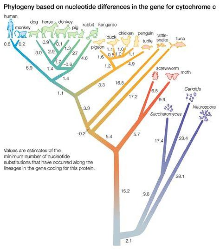 How is cytochrome c made?