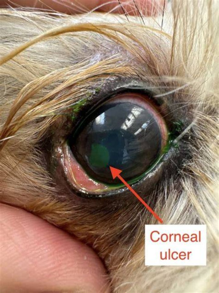 How long does a corneal graft take to heal in a dog?