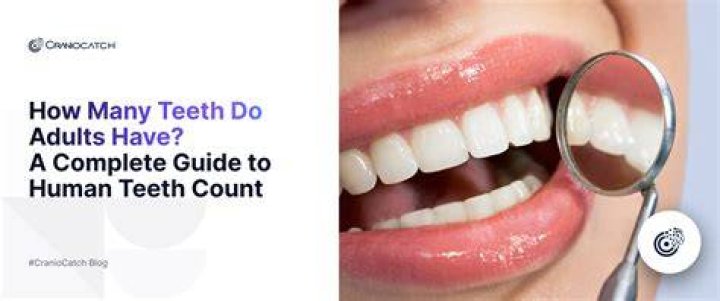 How many teeth do woodchucks have?
