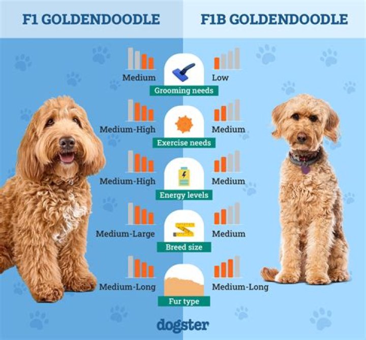 How much do F1B mini Goldendoodles cost?