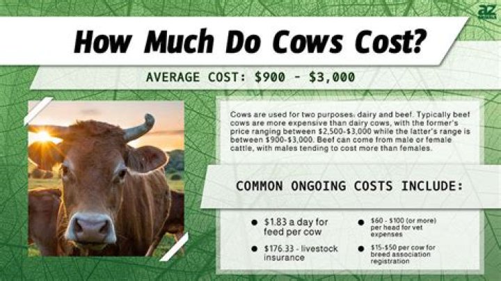 How much does a cow cost in Nigeria?