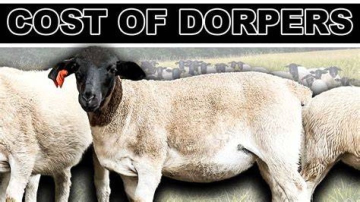 How much does a Dorper ram cost?