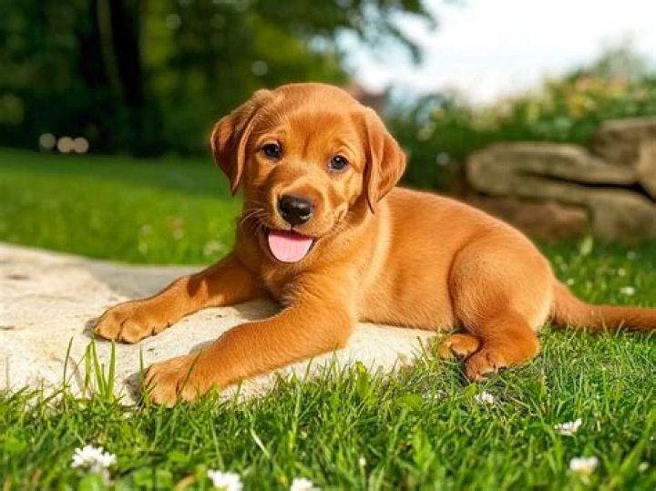 How much does a red fox lab puppy cost?
