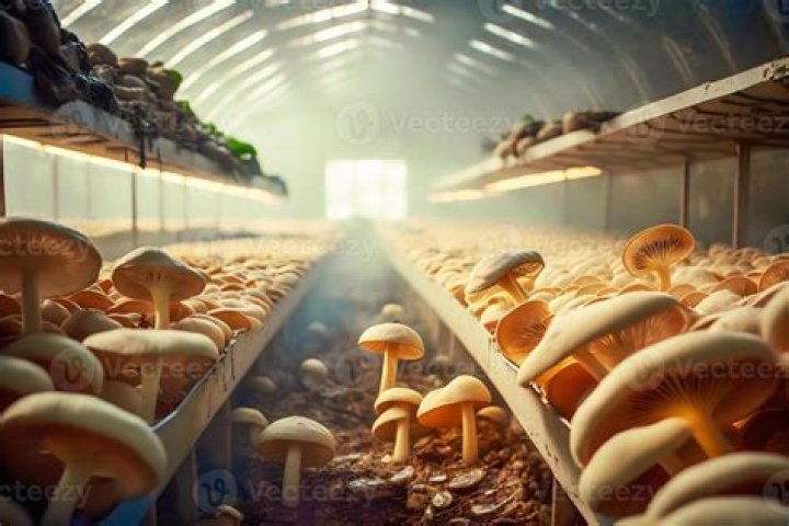 How much does it cost to start a mushroom farm in Kenya?