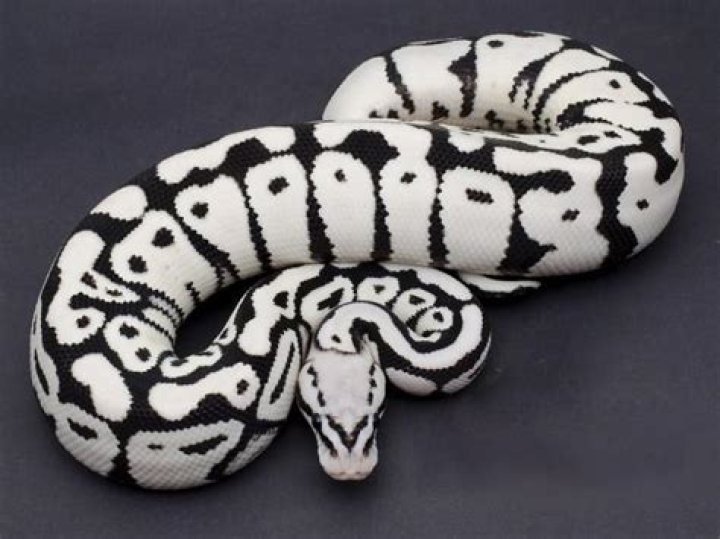 How much is a stormtrooper ball python?