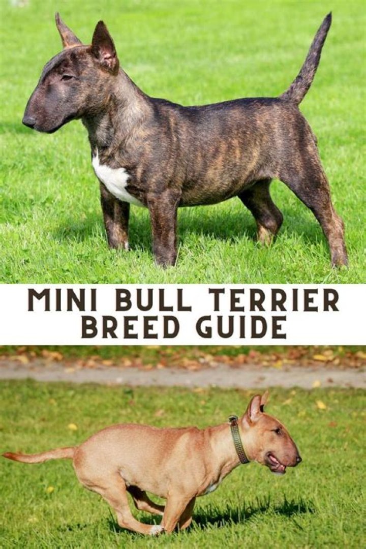 How much money is a mini Bull Terrier?