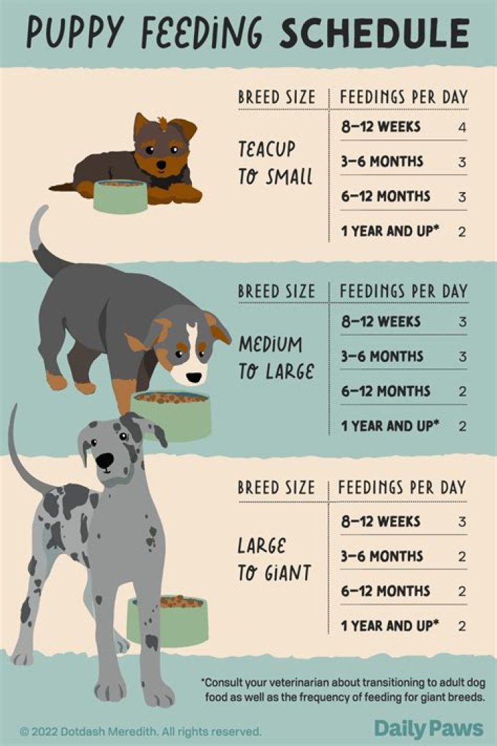How much should a 10 week old puppy eat?