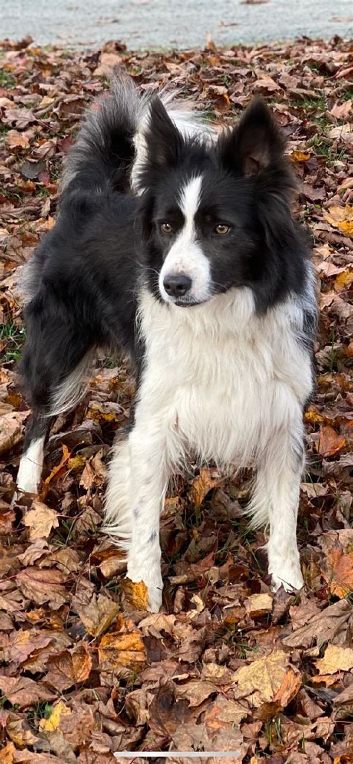 How much should I charge to stud my dog?