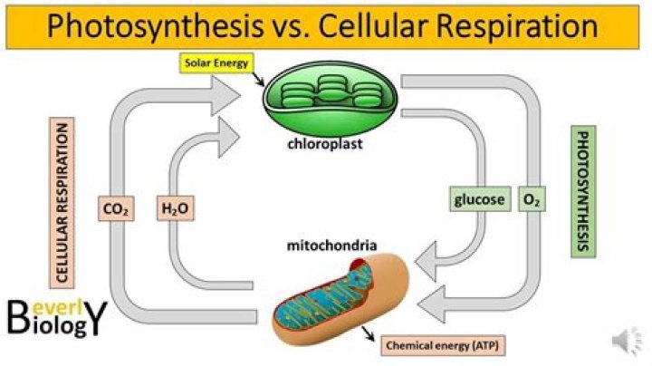 How photosynthesis compares and contrasts with cellular respiration?