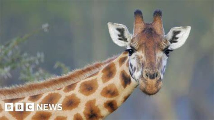 How was Marius the giraffe killed?