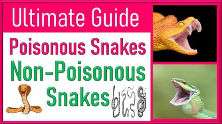 Is a Aurora snake poisonous?
