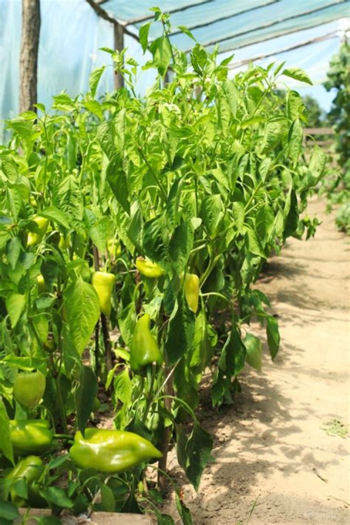 Is bell pepper a greenhouse crop?