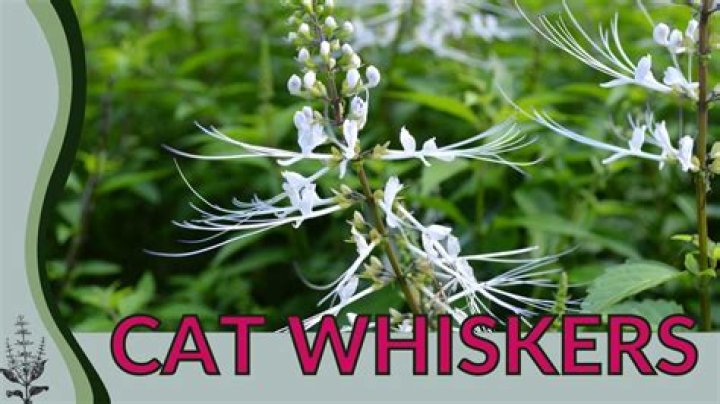 Is cat whiskers plant poisonous?