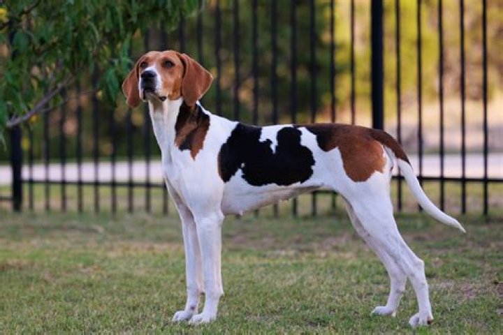Is foxhound a real unit?