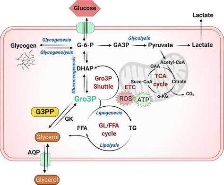 Is glycerol a phosphate gap 3?