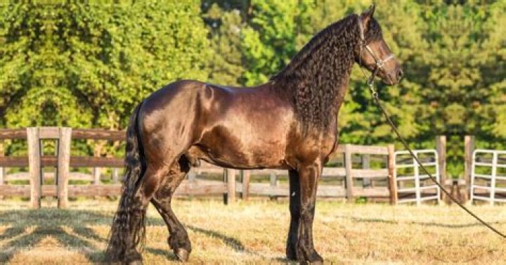 Is Holstein Friesian a cross breed?