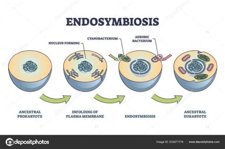 Is mitochondria part of the endomembrane system?