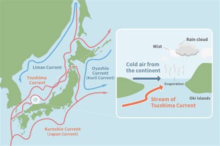 Is the Tsushima Current warm or cold?