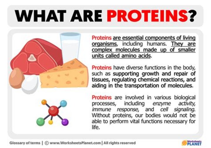 What are 2 examples proteins?