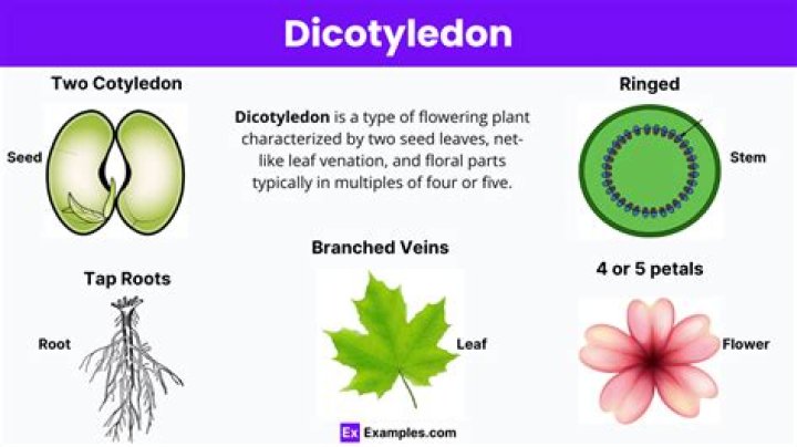 What are 3 examples of dicots?