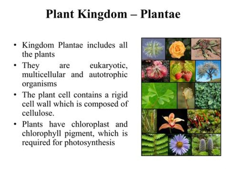 What are 3 examples of Plantae?