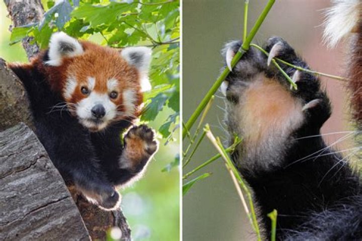 What are 5 adaptations of a red panda?