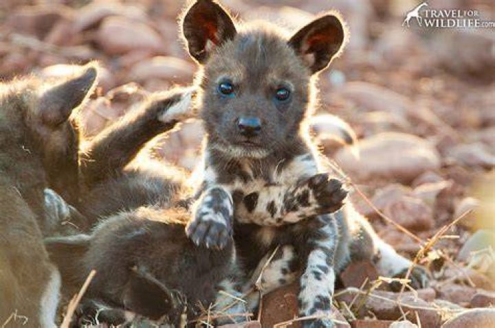 What are African wild dog babies called?