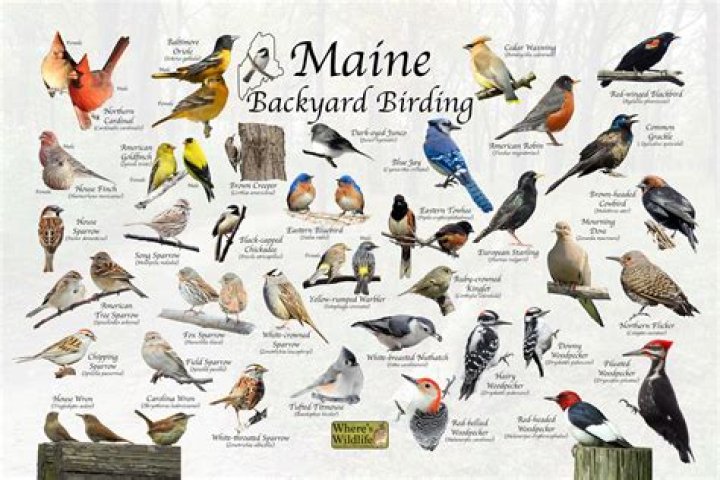 What are common birds in Connecticut?