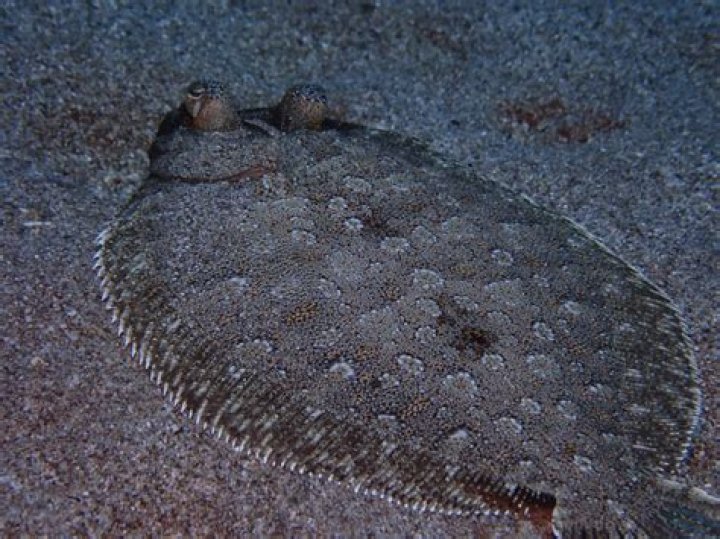 What are Flatfish lures for?