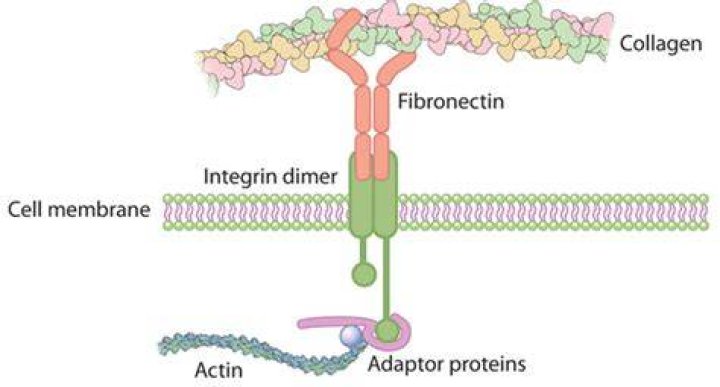 What are integrins and fibronectin?