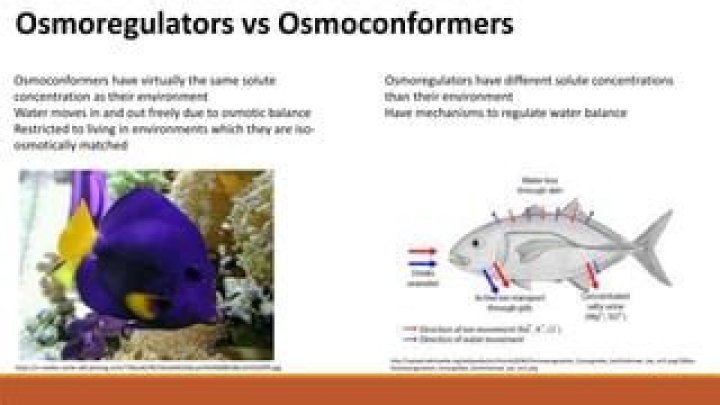 What are osmoconformers and Osmoregulators?