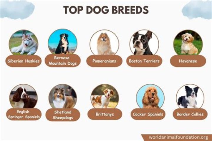 What are the 10 most common dogs?
