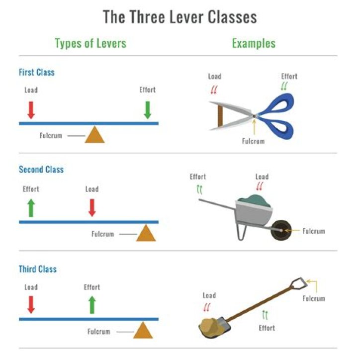 What are the 3 parts of MLC?
