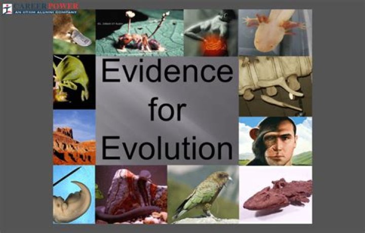 What are the 4 main evidence of evolution?