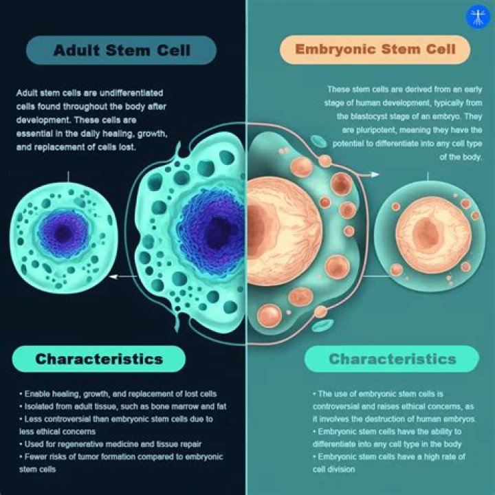 What are the defining features of stem cells?