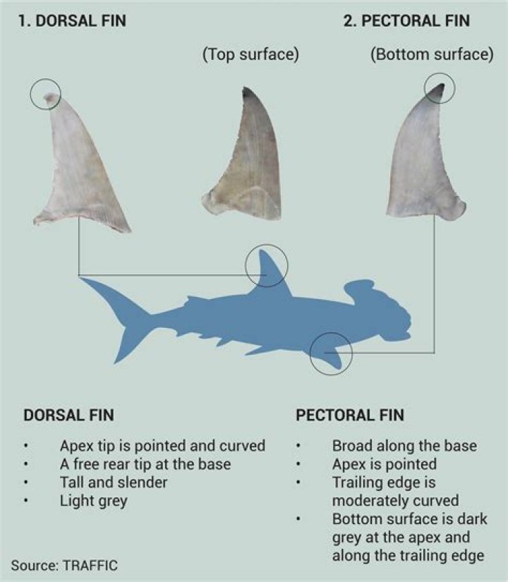 What are the fins for on a paddle board?