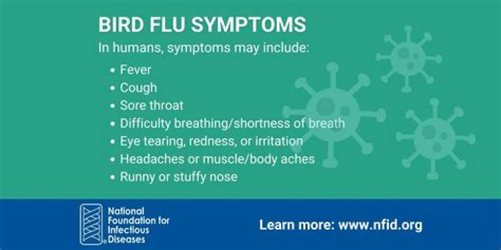 What are the symptoms of bird flu in humans?