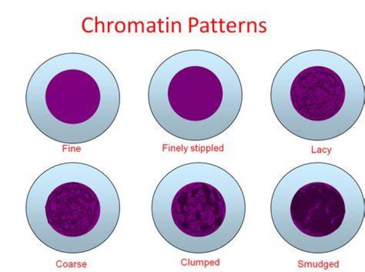 What are the types of chromatin material?