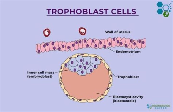 What are trophoblast giant cells?