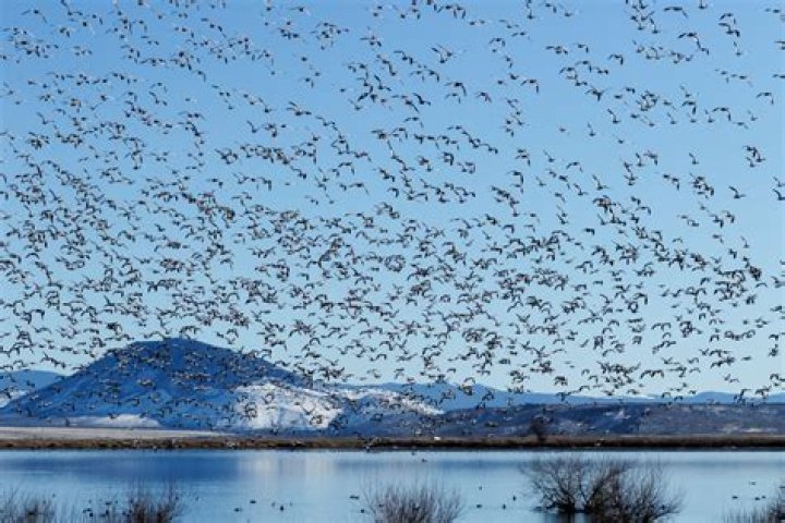 What Australian birds migrate?