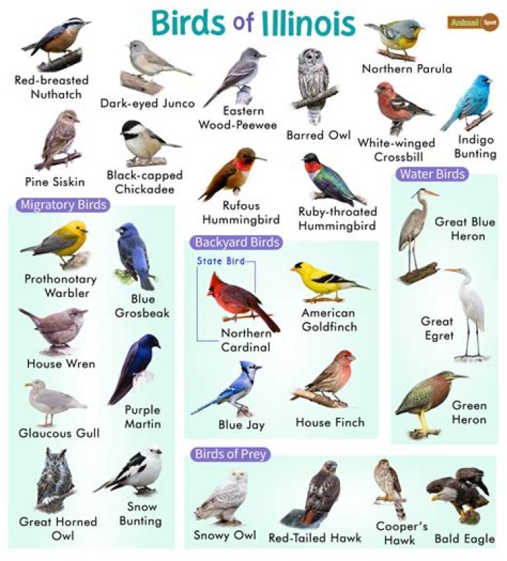 What birds are in Illinois right now?