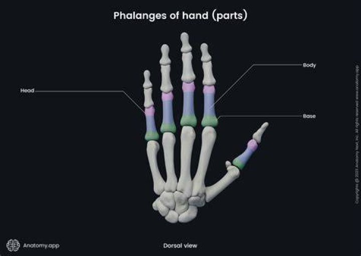 What bone is the phalanges?