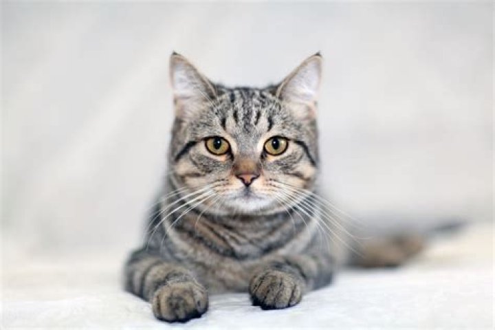What breed of cat is a grey tabby?